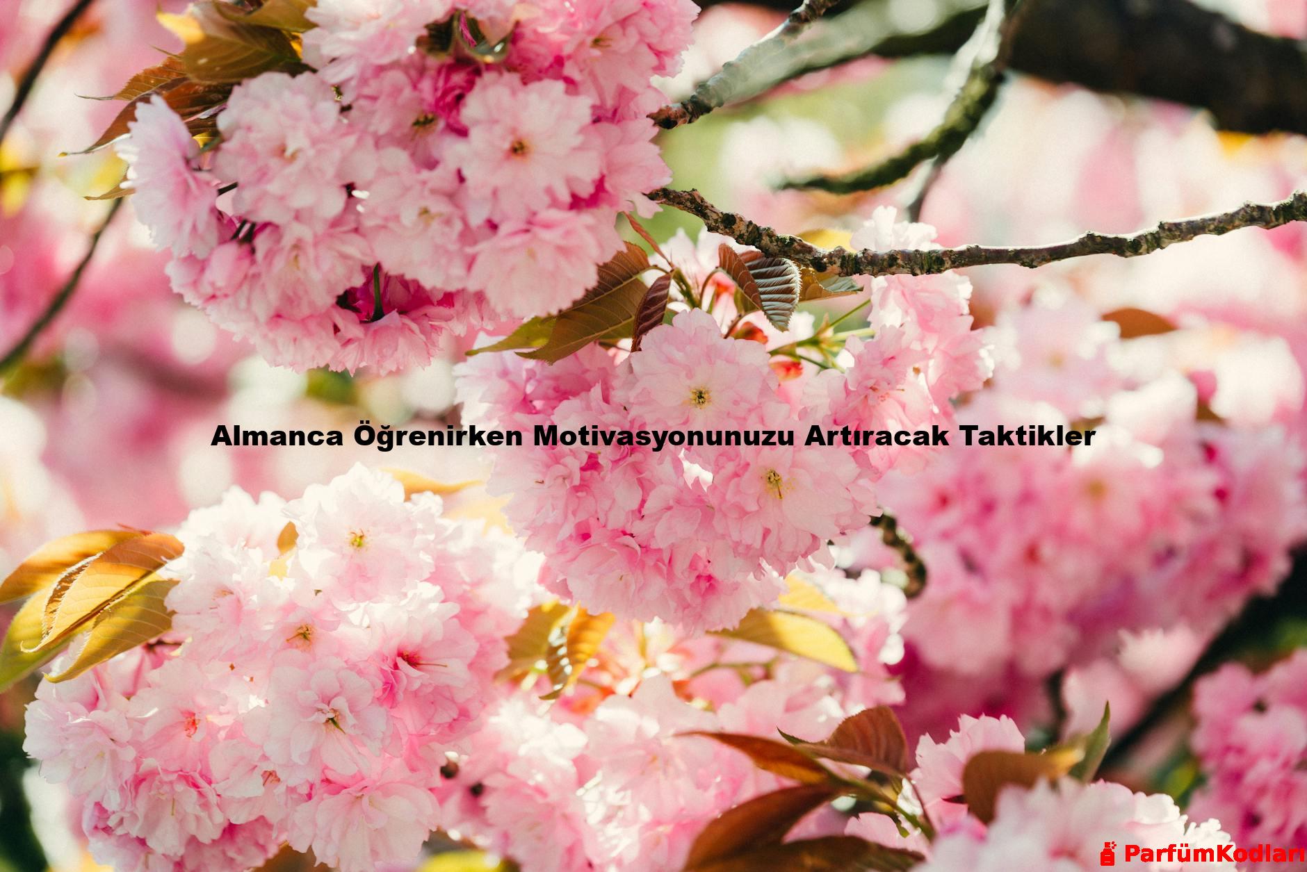 Almanca Öğrenirken Motivasyonunuzu Artıracak Taktikler